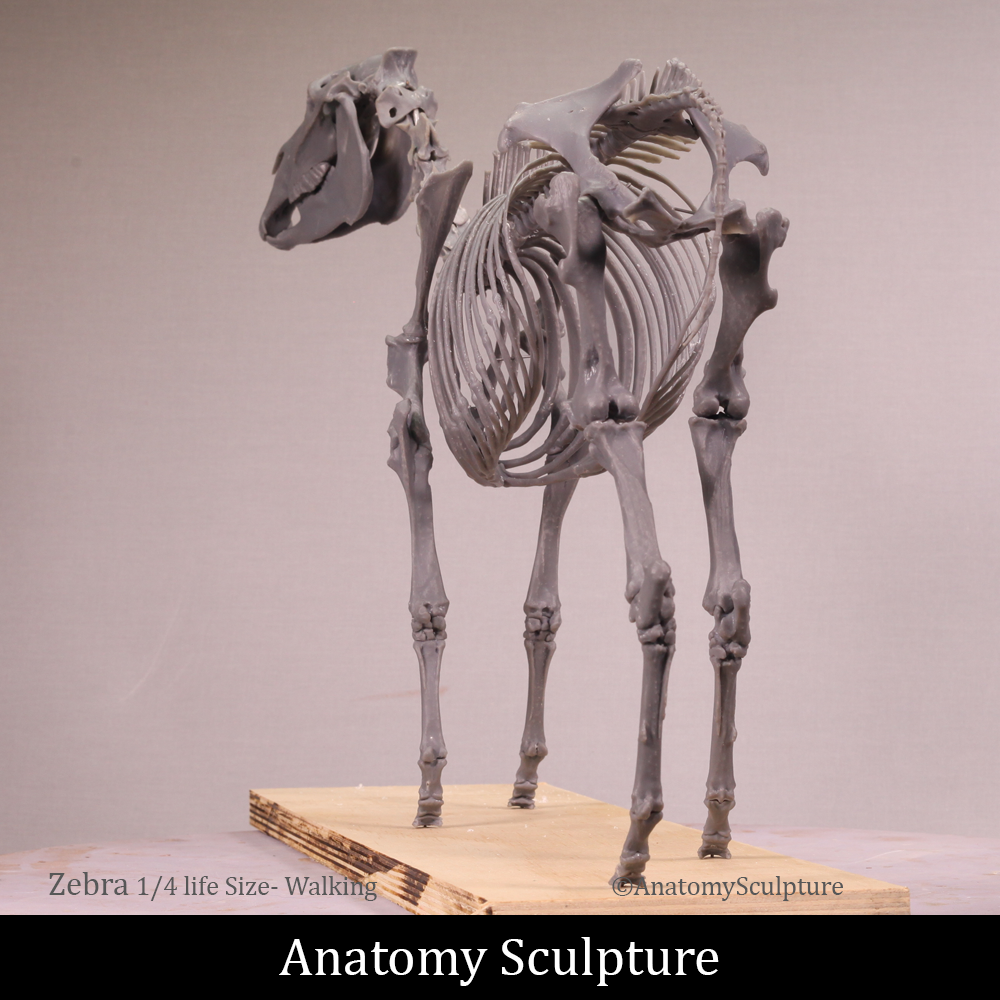 The Chapman's Zebra - 1/4 scale Full Skeleton