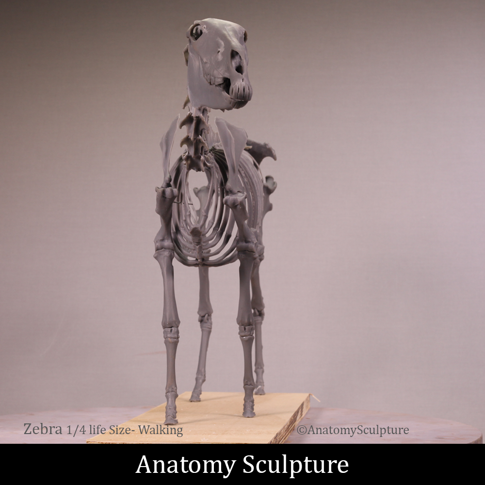 The Chapman's Zebra - 1/4 scale Full Skeleton